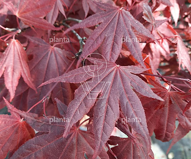 Acer palmatum 'Atropurpureum'