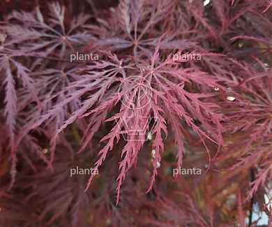 Acer palmatum 'Garnet'
