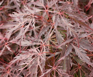 Acer palmatum 'Inaba-shidare'
