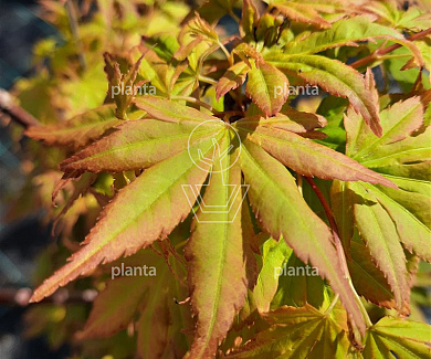 Acer palmatum 'Orange Dream'