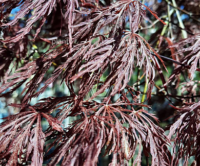 Acer palmatum 'Ornatum'