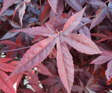 Acer palmatum 'Red Emperor'
