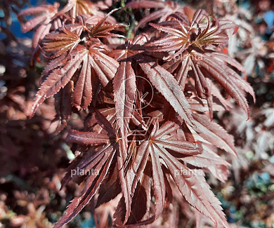 Acer palmatum 'Skeeter's Broom'