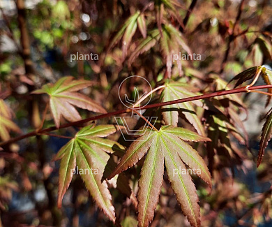 Acer palmatum