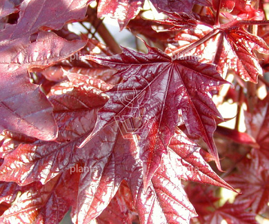 Acer platanoides 'Crimson Sentry'