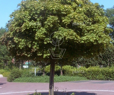 Acer platanoides 'Globosum'