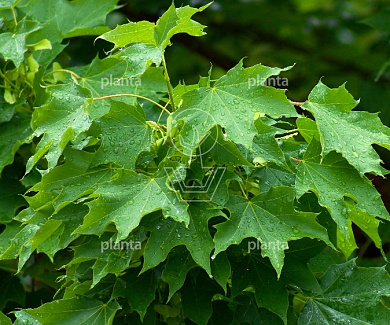 Acer platanoides