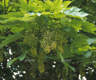 Acer pseudoplatanus 