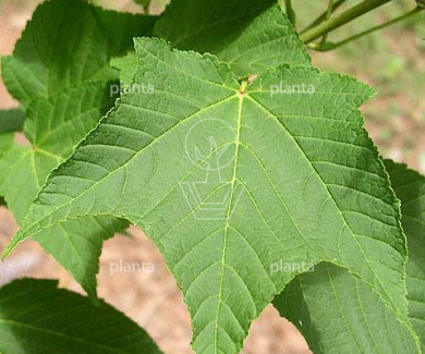 Acer rufinerve
