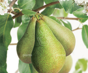 Pyrus communis 'Saint Rémy'