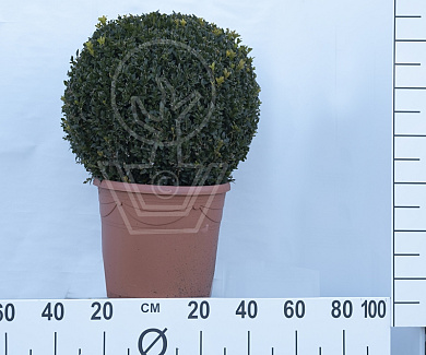 bol, diameter minimaal 40 cm, in pot