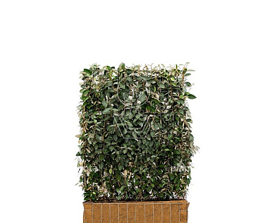 Mobilane kant en klaar haag, LxH 120x155cm, cocopeat 'pot'
