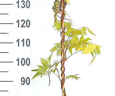 175 tot 200 cm hoog, gestokt, pot 3 liter