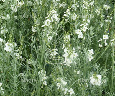 Gomphostigma virgatum 'Silver Butterfly'