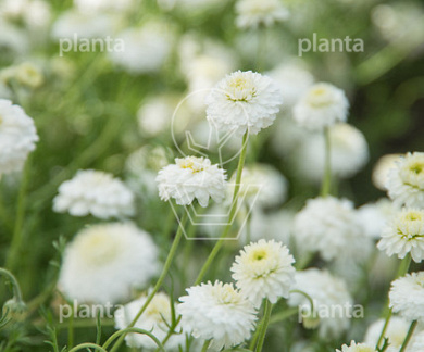 Chamaemelum nobile 'Ligulosum'