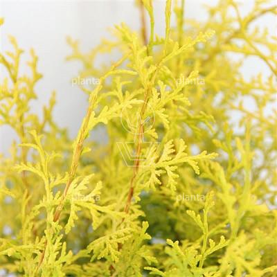 Chamaecyparis obtusa 'Lucas'