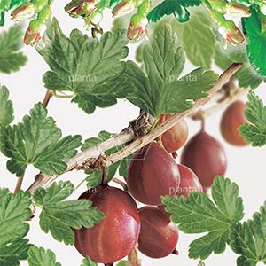 Ribes uva-crispa 'Captivator'
