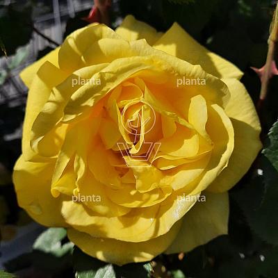 Rosa (F) 'Friesia'