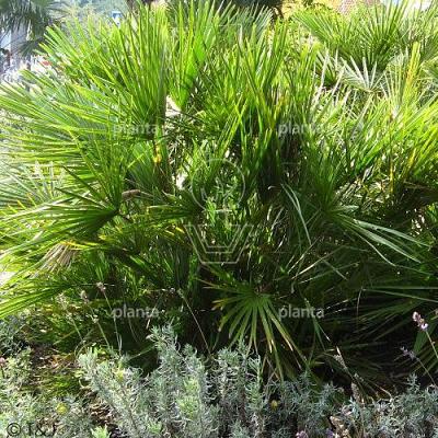 Chamaerops humilis