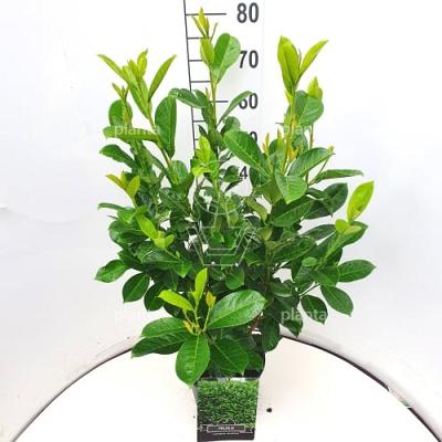 60 tot 80 cm hoog, pot 5 liter