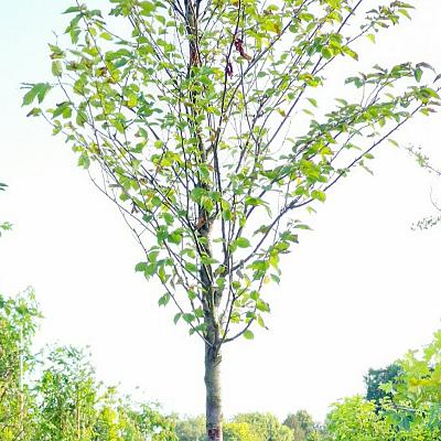 hoogstamboom, stamomtrek 18-20 cm, in pot