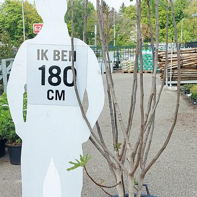 solitaire plant, 175 tot 200 cm hoog, in pot