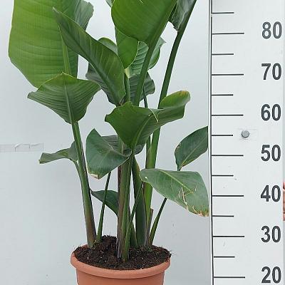 solitaire plant, 100 tot 125 cm hoog, in pot