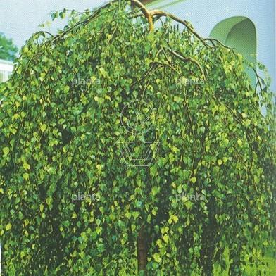 hoogstamboom, stamomtrek 16-18 cm, in pot