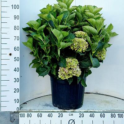 solitaire plant, pot 35 liter