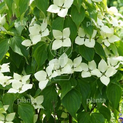 Cornus kousa 'Schmetterling'