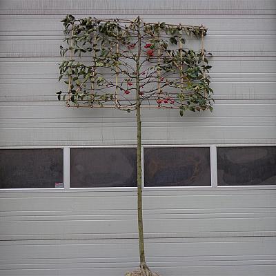 hoogstam leiboom, stamomtrek 14-16 cm, rek 180x120cm, wortelgoed