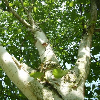 hoogstamboom, stamomtrek 10-12 cm, draadkluit