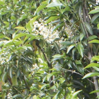 solitaire plant, 175 tot 200 cm hoog, met kluit