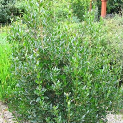 Phillyrea latifolia