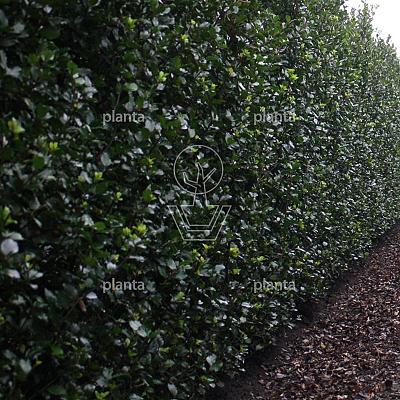 Quick Hedge Haagelement 100cm lang x 180 tot 200cm hoog
