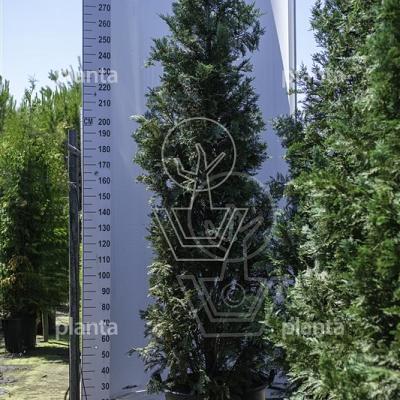 solitaire plant, 200 tot 250 cm hoog, in pot