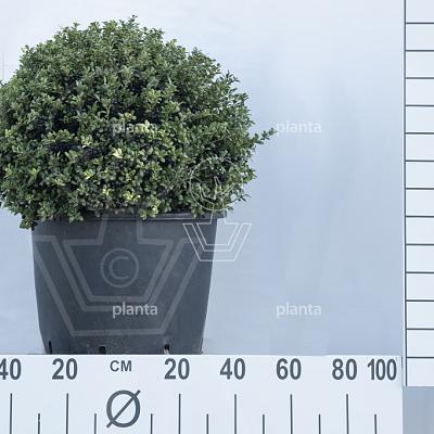 bol, diameter 50 cm, in pot