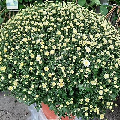 Chrysanthemum Indicum