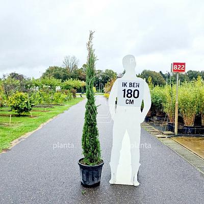 175 tot 200 cm hoog, pot 25 liter