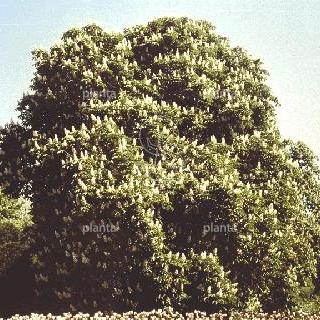 hoogstamboom, stamomtrek 12-14 cm, draadkluit