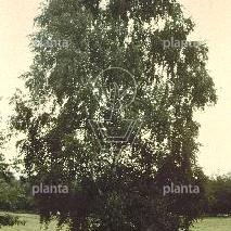 hoogstamboom, stamomtrek 14-16 cm, wortelgoed