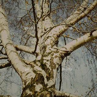 hoogstamboom, stamomtrek 14-16 cm, wortelgoed