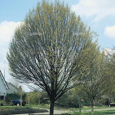 laagvertakte boom, stamomtrek 20-25 cm, draadkluit