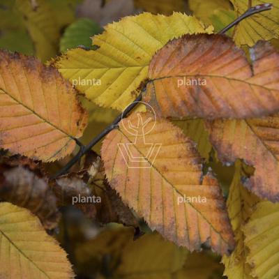 Quick Hedge Haagelement 100cm lang x 200cm hoog