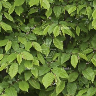 Quick Hedge Haagelement 100cm lang x 200cm hoog