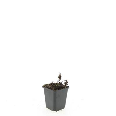 Pot 9 cm