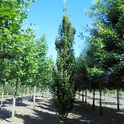 laagvertakte boom, stamomtrek 18-20 cm, draadkluit
