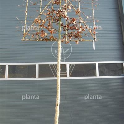 hoogstam leiboom, stamomtrek 12-14 cm, rek 150x120cm, draadkluit