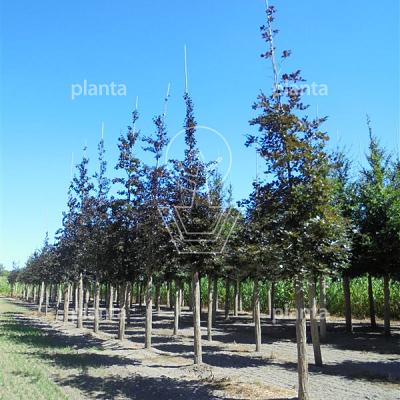hoogstamboom, stamomtrek 35-40 cm, draadkluit