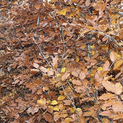 Quick Hedge Haagelement 100cm lang x 200cm hoog